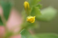 Medicago polymorpha