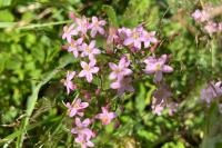 Centaurium erythraea