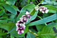 Persicaria lapathifolia