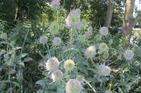 Dipsacus fullonum