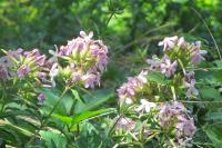 Saponaria officinalis