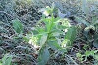 Symphytum officinale