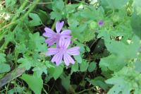Malva sylvestris
