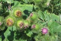 Arctium lappa