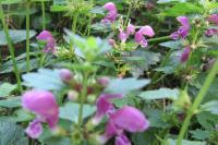 Lamium maculatum