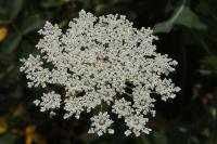 Daucus carota