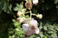 Rubus fruticosus