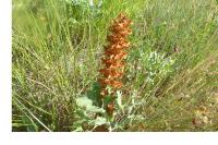 Orobanche amethystea