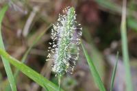 Phleum pratense