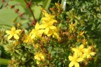 Hypericum perforatum