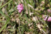 Erica tetralix