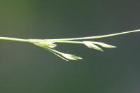 Juncus bufonius