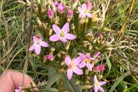 Centaurium erythraea