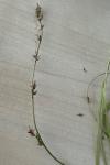 Carex divulsa