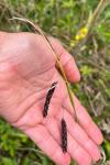 Carex flacca