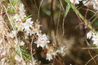 Cuscuta epithymum subsp. epithymum