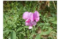 Lathyrus latifolius