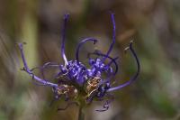 Phyteuma orbiculare