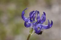 Phyteuma orbiculare