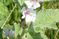 Althaea officinalis