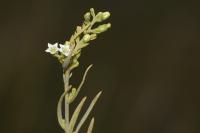 Thesium humifusum subsp. humifusum