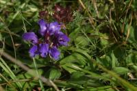 Prunella grandiflora