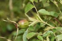 Rosa rubiginosa