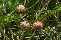 Trifolium fragiferum