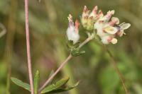 Anthyllis vulneraria