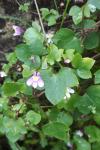 Cymbalaria muralis