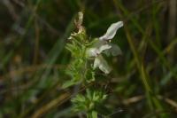 Stachys recta