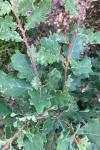 Quercus pubescens
