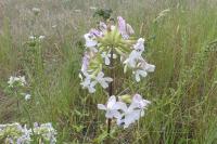 Saponaria officinalis