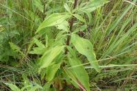 Saponaria officinalis
