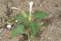 Datura stramonium