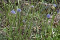 Globularia bisnagarica