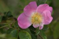 Rosa rubiginosa