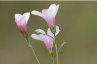 Linum appressum