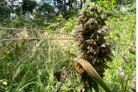 Epipactis helleborine