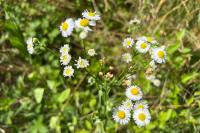Erigeron annuus