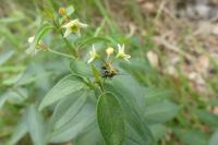 Vincetoxicum hirundinaria