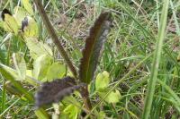 Betonica officinalis