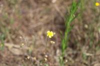 Tuberaria guttata