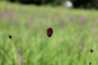 Sanguisorba officinalis
