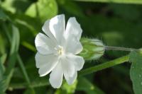 Silene latifolia