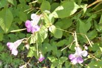 Impatiens balfourii