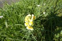 Linaria vulgaris