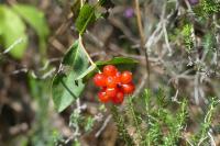 Lonicera caprifolium