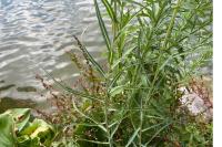 Lactuca saligna
