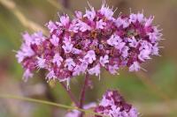 Origanum vulgare